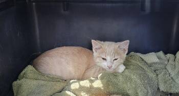 Rescue Domestic Short Hair Cats for Adoption in Concord, North Carolina - Becca | PetCurious