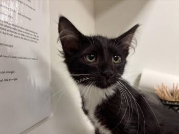 Domestic Medium Hair Cats Available for Adoption - Paddy | PetCurious