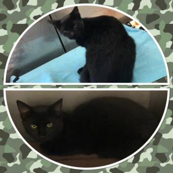 BLACK JACK -  Domestic Short Hair Cat for Adoption in Buckhannon, West Virginia - BLACK JACK | PetCurious