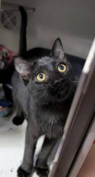 Moe -  Domestic Short Hair Cat for Adoption in Dayton, Minnesota - Moe | PetCurious