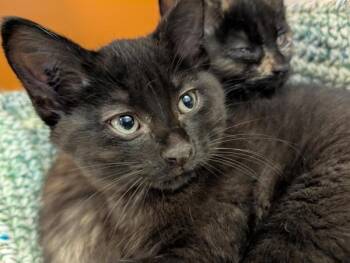 Jeff -  Domestic Short Hair Cat for Adoption in Winnipeg, Manitoba - Jeff | PetCurious