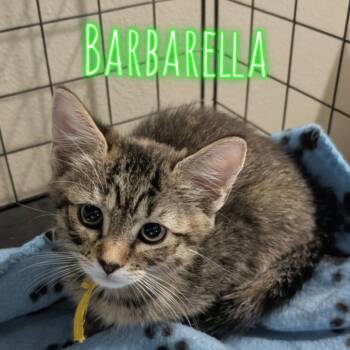 Barbarella -  Domestic Short Hair Cat for Adoption in Westminster, California - Barbarella | PetCurious
