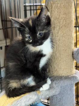 Rescue Domestic Short Hair Cats for Adoption in Fort Erie, Ontario - Cita