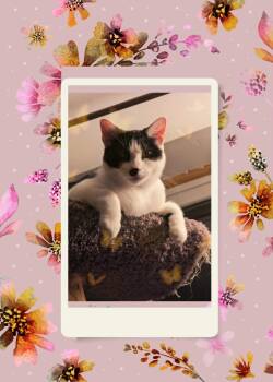 CLEO -  Domestic Short Hair Cat for Adoption in Oregon, Wisconsin - CLEO | PetCurious
