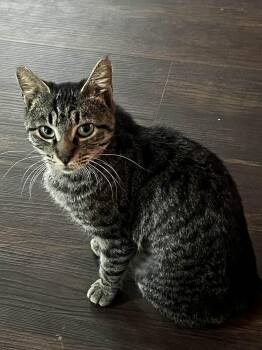 Domestic Short Hair Cats Available for Adoption - Pyra | PetCurious