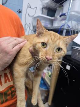 Cyclops (louie) -  Domestic Short Hair Cat for Adoption in Evansville, Indiana - Cyclops (louie) | PetCurious