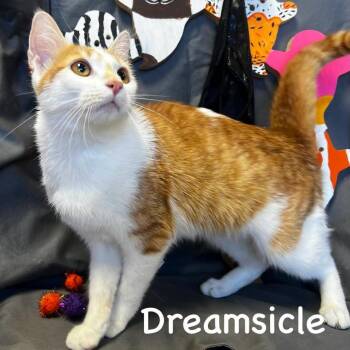 Dreamsicle -  Domestic Short Hair Cat for Adoption in Carmel, Indiana - Dreamsicle | PetCurious
