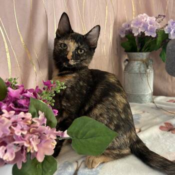 Miriam -  Tortoiseshell Cat for Adoption in Long Beach, Mississippi - Miriam | PetCurious