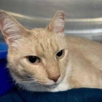 Domestic Short Hair Cats Available for Adoption in Newark, New Jersey - Libby | PetCurious