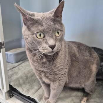 Freya -  Domestic Short Hair and Russian Blue Cat for Adoption in Kingman, Kansas - Freya | PetCurious