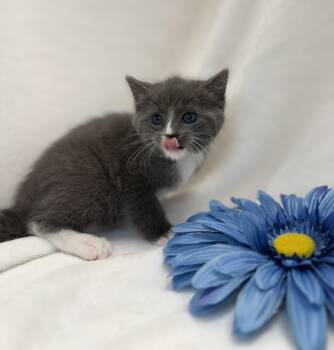 Domestic Short Hair Cats Available for Adoption in Greensboro, North Carolina - Doireann | PetCurious