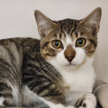 Rescue Domestic Short Hair Cats for Adoption in Sarasota, Florida - Julian | PetCurious