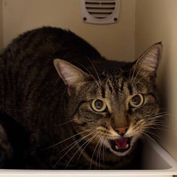 Rescue Domestic Short Hair Cats for Adoption in Yuma, Arizona - Sam | PetCurious