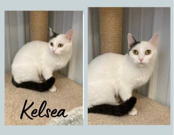 Rescue Domestic Short Hair Cats for Adoption in Pierceton, Indiana - Kelsea Ballerini-SR3 | PetCurious