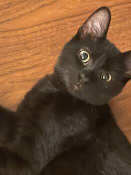 Eliza -  Domestic Short Hair Cat for Adoption in Walled Lake, Michigan - Eliza | PetCurious
