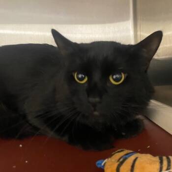 Jerry -  Domestic Long Hair Cat for Adoption in Fall River, Massachusetts - Jerry | PetCurious