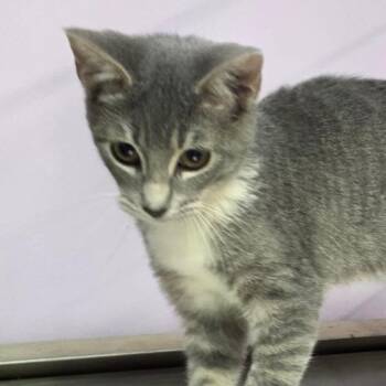 Wynonna -  Domestic Short Hair Cat for Adoption in Grinnell, Iowa - Wynonna | PetCurious