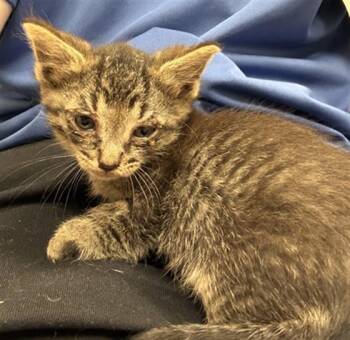 ROULETTE -  Domestic Short Hair Cat for Adoption in Indianapolis, Indiana - ROULETTE | PetCurious
