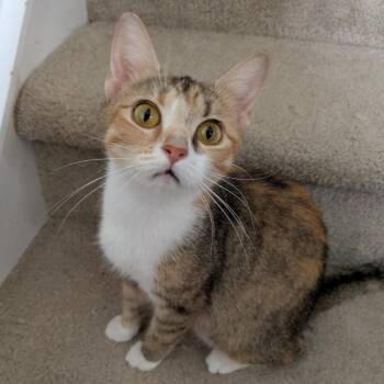 Taliah26 -  Domestic Short Hair Cat for Adoption in Youngsville, North Carolina - Taliah26 | PetCurious