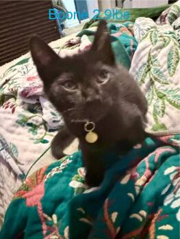 Boone -  Domestic Short Hair Cat for Adoption in Johnson City, Tennessee - Boone | PetCurious