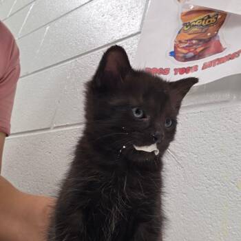 Waffle -  Domestic Short Hair Cat for Adoption in Chattanooga, Tennessee - Waffle | PetCurious