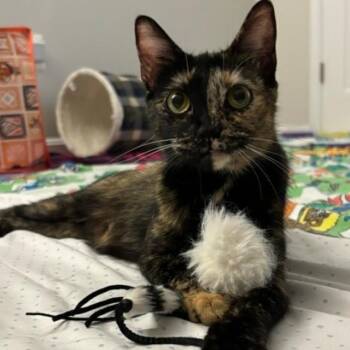 Nell -  Domestic Short Hair Cat for Adoption in Fairfax Station, Virginia - Nell | PetCurious