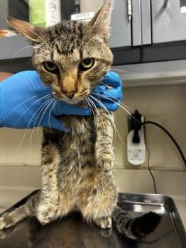 Moby -  Domestic Short Hair Cat for Adoption in Wichita, Kansas - Moby | PetCurious