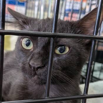 Circe -  Domestic Short Hair Cat for Adoption in Eugene, Oregon - Circe | PetCurious