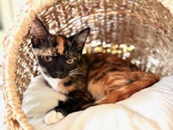 Rescue Calico Cats for Adoption in Parlier, California - Lyra | PetCurious