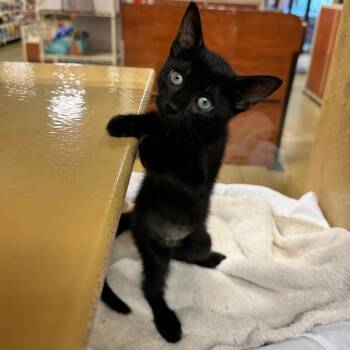 Sloane -  Domestic Short Hair Cat for Adoption in Jupiter, Florida - Sloane | PetCurious