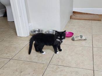Honeycrisp -  Domestic Long Hair Cat for Adoption in Powder Springs, Georgia - Honeycrisp | PetCurious