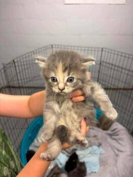 Maple -  Domestic Medium Hair Cat for Adoption in Dorr, Michigan - Maple | PetCurious