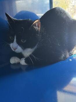 Domestic Short Hair Cats Available for Adoption - MEADOW | PetCurious