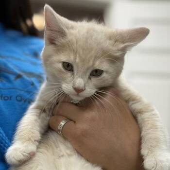 Domestic Short Hair Cats Available for Adoption in East Montpelier, Vermont - Michelangelo | PetCurious