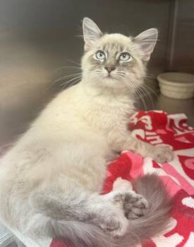 Washington -  Domestic Long Hair Cat for Adoption in Columbus, Nebraska - Washington | PetCurious