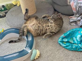 Liam -  Domestic Short Hair Cat Available for Adoption - Liam | PetCurious