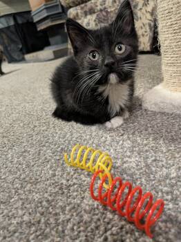 Rescue Domestic Short Hair Cats for Adoption - Walker | PetCurious