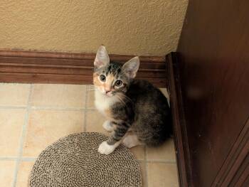Flareon -  Domestic Short Hair Cat for Adoption in Lafayette, Colorado - Flareon | PetCurious