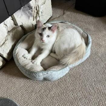Domestic Long Hair Cats Available for Adoption in Clavet, Saskatchewan - Cleo | PetCurious
