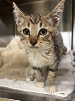 A199441 -  Domestic Short Hair Cat for Adoption in Fremont, California - A199441 | PetCurious