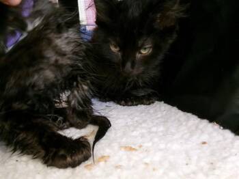 REMY -  Domestic Medium Hair Cat for Adoption - REMY | PetCurious