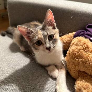 Erika -  Domestic Short Hair Cat for Adoption in Evanston, Illinois - Erika | PetCurious