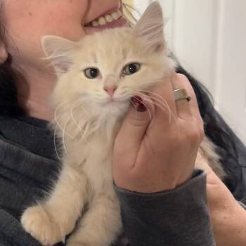 Rescue Maine Coon and Turkish Angora Cats for Adoption in Napa, California - Tot ( AV) | PetCurious