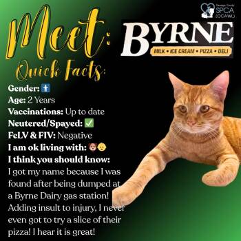 Tiger Cats Available for Adoption in Fulton, New York - Byrne | PetCurious