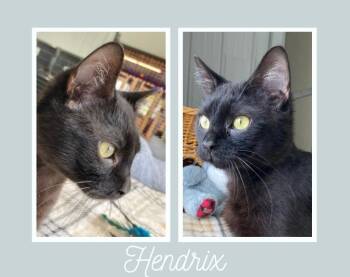 Rescue Domestic Short Hair Cats for Adoption in Pierceton, Indiana - Hendrix | PetCurious