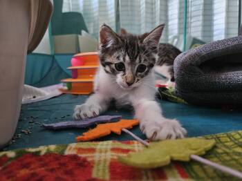 Ler -  Domestic Medium Hair and Domestic Short Hair Cat for Adoption in Walnut Creek, California - Ler | PetCurious
