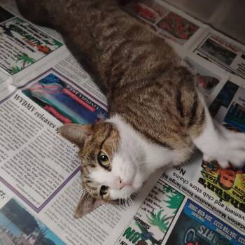 Rose -  Domestic Short Hair Cat for Adoption in Washington, District Of Columbia - Rose | PetCurious