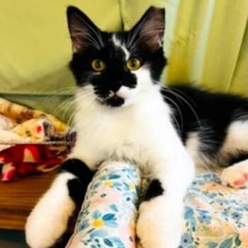 Marvin -  Domestic Short Hair Cat for Adoption in Des Moines, Iowa - Marvin | PetCurious