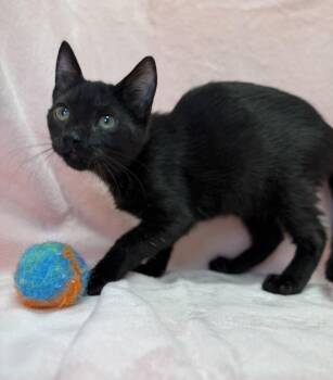 Pumpernickel -  Domestic Short Hair Cat for Adoption in Greensboro, North Carolina - Pumpernickel | PetCurious