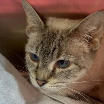 Domestic Short Hair and Siamese Cats Available for Adoption in Summerlee, West Virginia - Robin | PetCurious